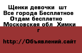 Щенки девочки 4шт - Все города Бесплатное » Отдам бесплатно   . Московская обл.,Химки г.